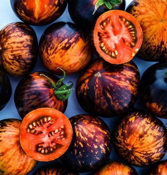 Tomāti 'Zvaigžņotā Uguns' (stāds)